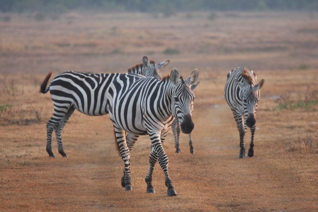 Bambuhay Handicrafts
