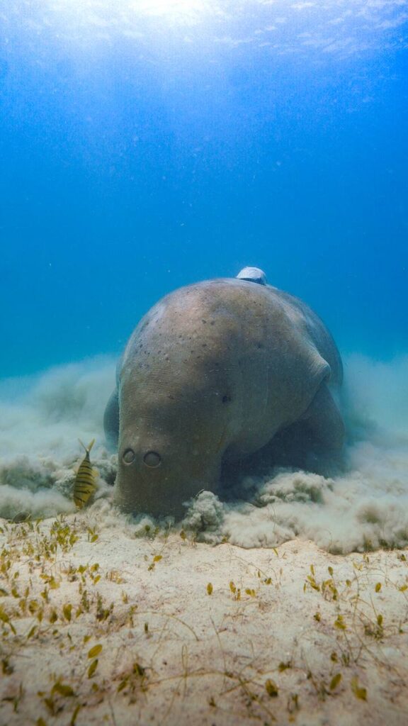 Dugong Watching